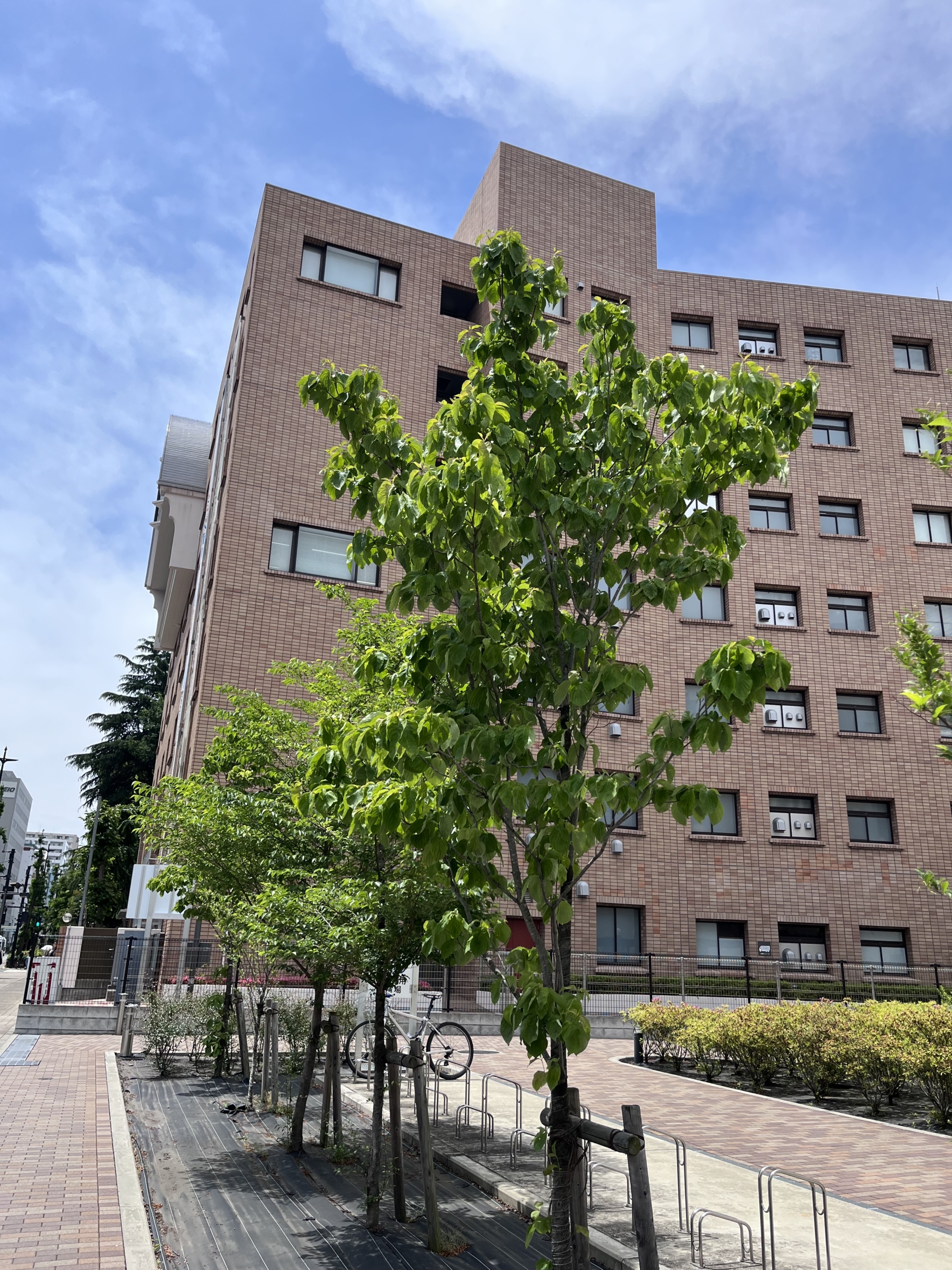 東京 法務局 八王子 支局